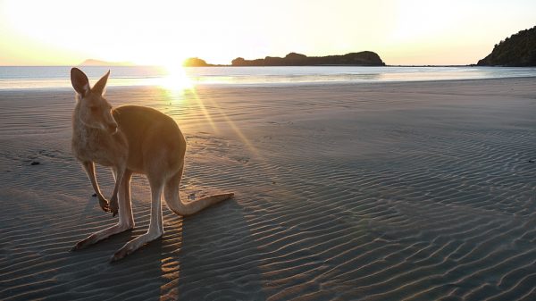 Kangaroo on a beach in Sydney, Australia