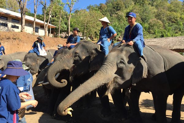 Solo Travel: Thailand Elephant Ride