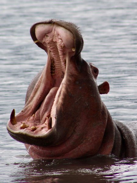 Kenya Tanzania - Hippo with mouth wide open