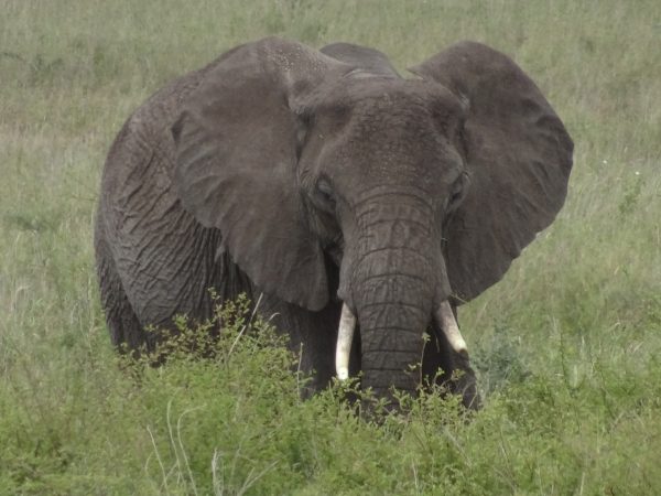 Kenya Tanzania - Elephant