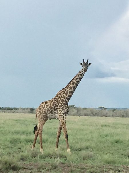Kenya Tanzania - Giraffe