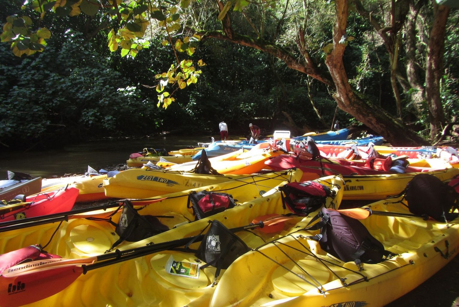 Wailua River Kayaking Hawaii 360 Travel Talk